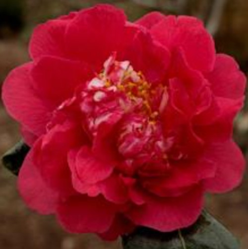 Camelia Japonica Fire'N'ice v. 18
