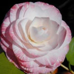 Camelia japonica Grace  Albritton v. 18/19