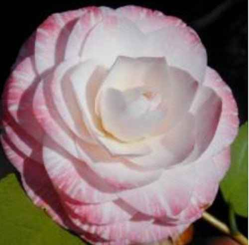 Camelia japonica Grace  Albritton v. 18/19