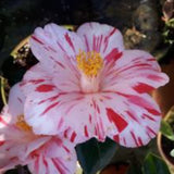 Camelia japonica Haru no Hutena vaso 18/19