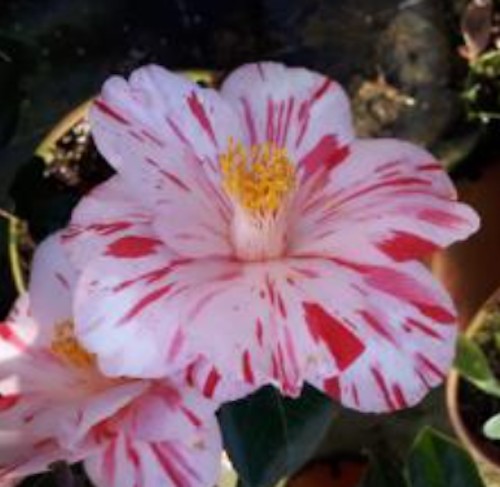 Camelia japonica Haru no Hutena vaso 18/19