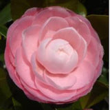 Camelia japonica Madame Pepin v 19