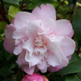 Camelia Maliflora (Specie) v 19