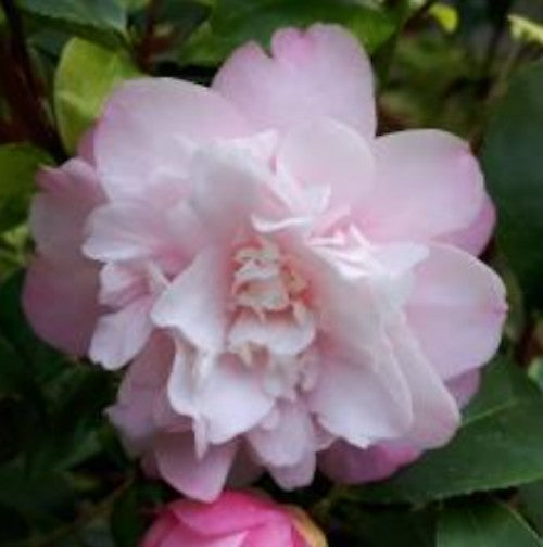 Camelia Maliflora (Specie) v 19