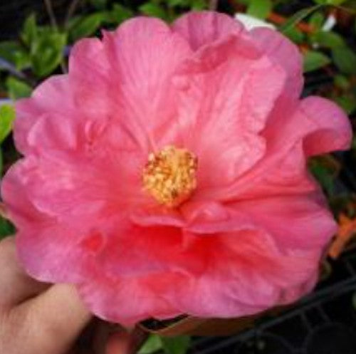 Camelia Interval reticolata v. 19