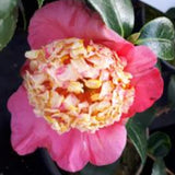 Camelia japonica Higo Myojo
