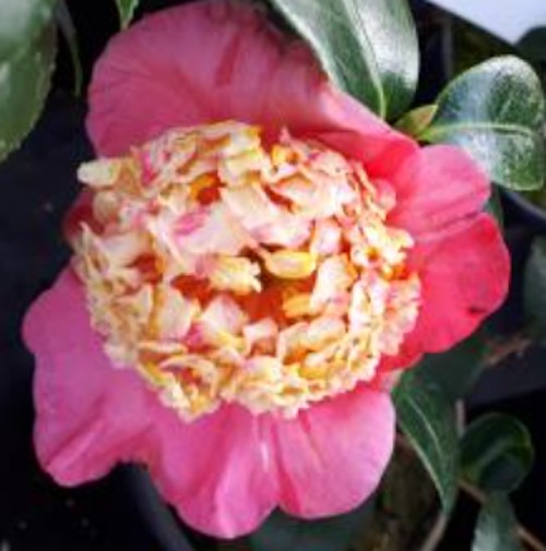 Camelia japonica Higo Myojo