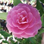 Camelia sasanqua Fragrant Joy (profumata) v 19