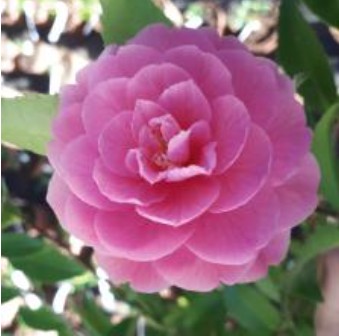 Camelia sasanqua Fragrant Joy (profumata) v 19