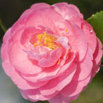 Camelia sasanqua Fragrant Joy (profumata) v 19