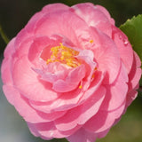 Camelia sasanqua Fragrant Joy (profumata) v 19