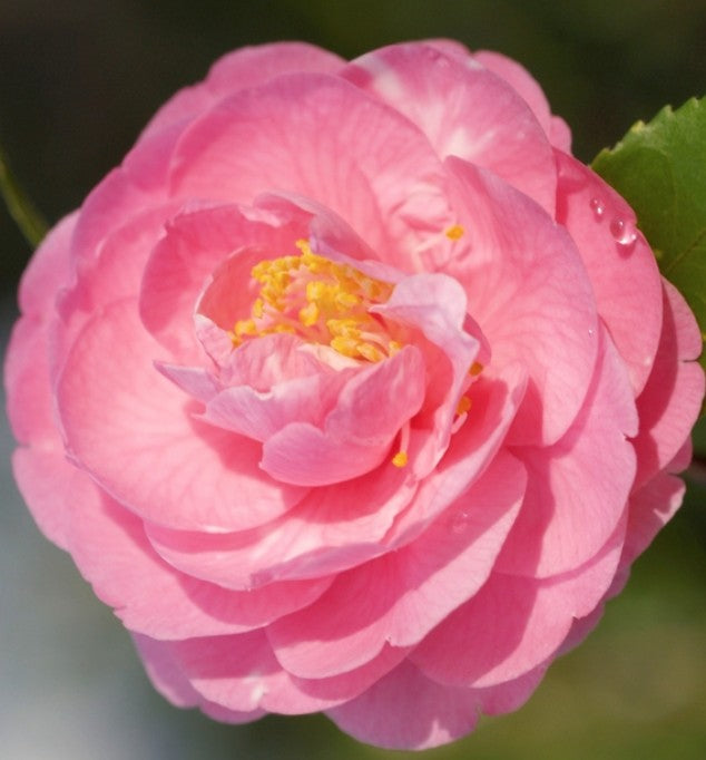 Camelia sasanqua Fragrant Joy (profumata) v 19