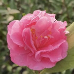 Camelia sasanqua Fragrant Joy (profumata) v 19