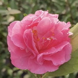 Camelia sasanqua Fragrant Joy (profumata) v 19