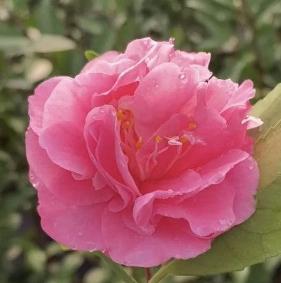 Camelia sasanqua Fragrant Joy (profumata) v 19