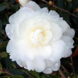 Camelia sasanqua hiemalis Fuji no Yuki v. 19