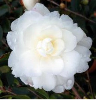 Camelia sasanqua hiemalis Fuji no Yuki v. 19