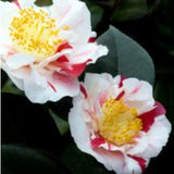 Camelia japonica Higo Tahyo Nishiki v. 19
