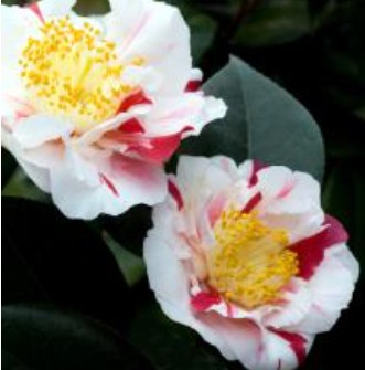 Camelia japonica Higo Tahyo Nishiki v. 19