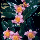 Camelia (RARISSIMA) v. 22 Robiraki fioritura Luglio/Novembre v.20