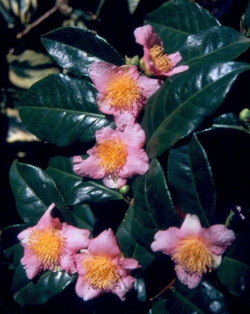 Camelia (RARISSIMA) v. 22 Robiraki fioritura Luglio/Novembre v.20
