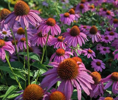 Echinacea Pow wow Wild Berry