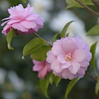 Camelia japonica ibr.Vincenzo v. 19