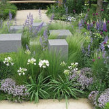Agapanthus Kilmurry White vaso 15 cm