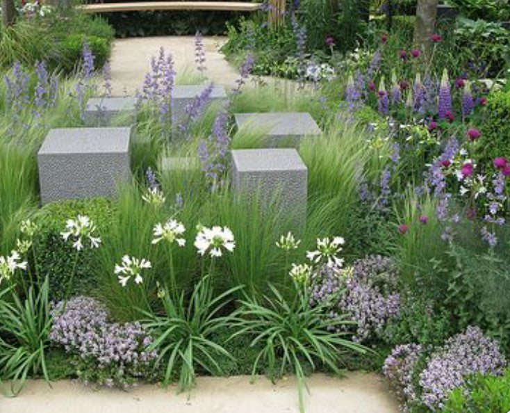 Agapanthus Kilmurry White vaso 15 cm