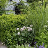 Hosta Bressingham Blue