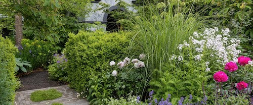Hosta Bressingham Blue