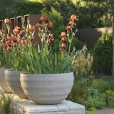 Stipa Tenuissima vaso 14 o 12x12