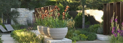 Stipa Tenuissima vaso 14 o 12x12