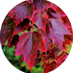 ACER RUBRUM BRANDYWINE. V.9