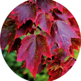 ACER RUBRUM BRANDYWINE. V.9