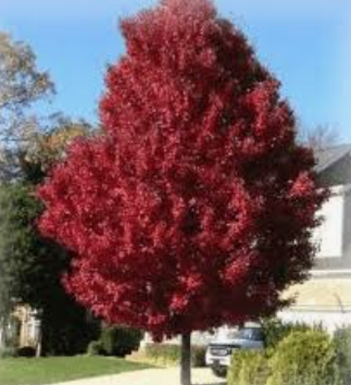 ACER RUBRUM BRANDYWINE. V.9