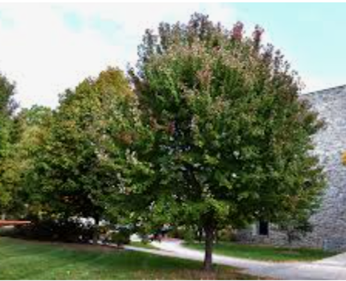 ACER RUBRUM BRANDYWINE. V.9