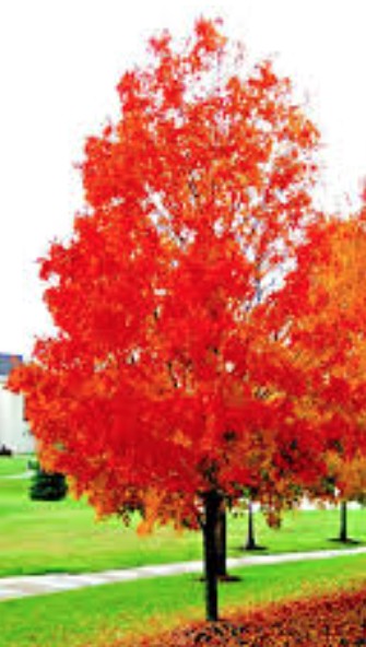 Acer Rubrum red Sunset v.9