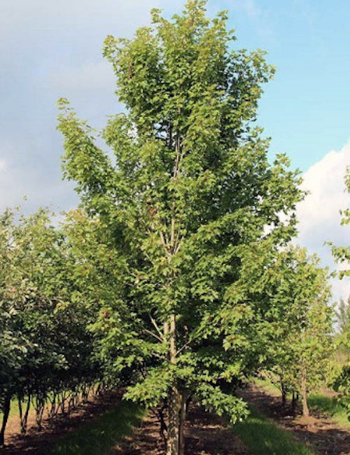 Acer Rubrum red Sunset v.9