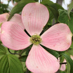 Cornus Kousa stellar Pink v. 28 cm. 100/120