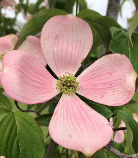 Cornus Kousa stellar Pink v. 28 cm. 100/120