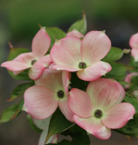 Cornus Kousa stellar Pink v. 28 cm. 100/120