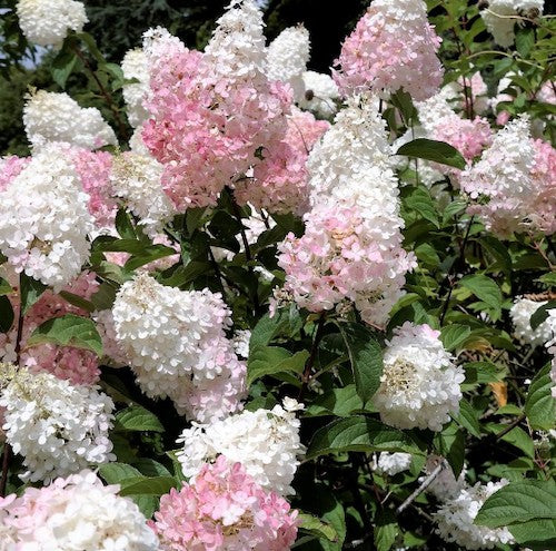 Hydrangea Paniculata 'panthom v.18