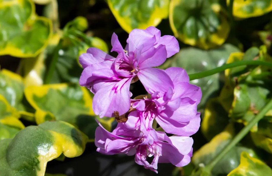 Pelargonium Golden Lilac Gem vaso 10 profumato