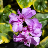 Pelargonium Golden Lilac Gem vaso 10 profumato