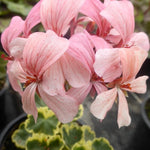 Pelargonium Hagamos Trollkrem vaso 10