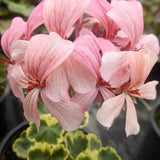 Pelargonium Hagamos Trollkrem vaso 10