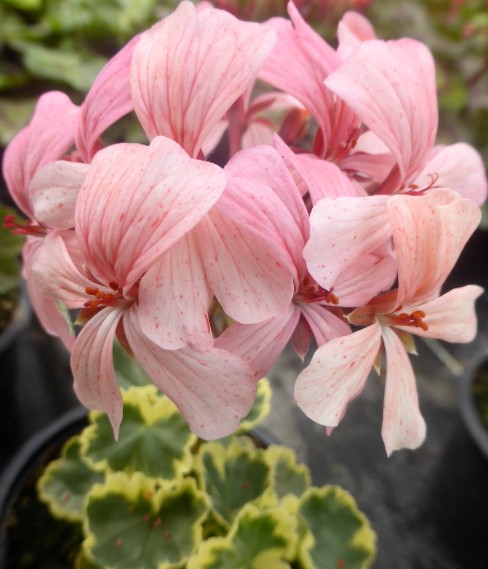 Pelargonium Hagamos Trollkrem vaso 10