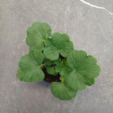 Pelargonium Honnestolz vaso 10 profumato