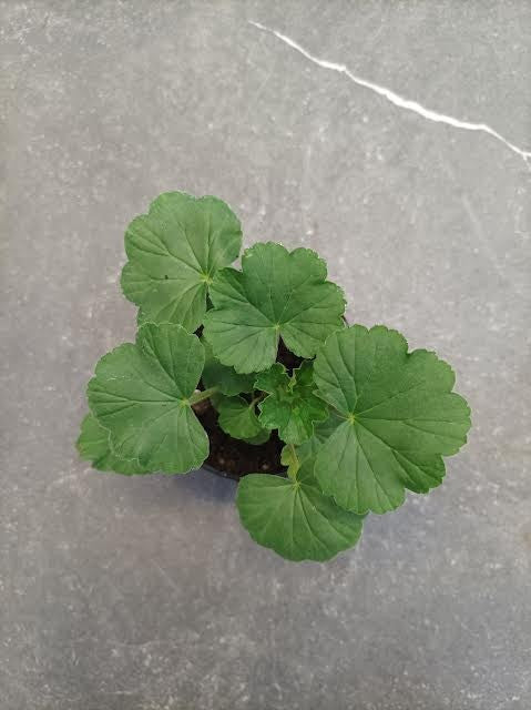 Pelargonium Honnestolz vaso 10 profumato